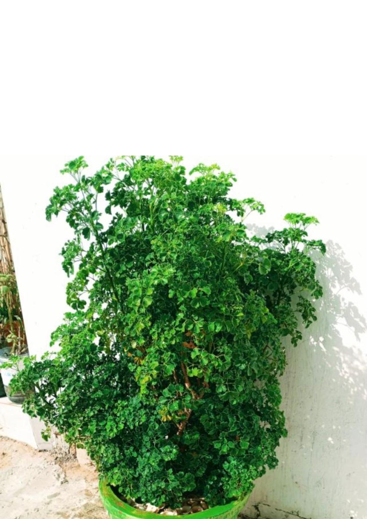 Villa Diam La Paix Guediawaye Ngoại thất bức ảnh